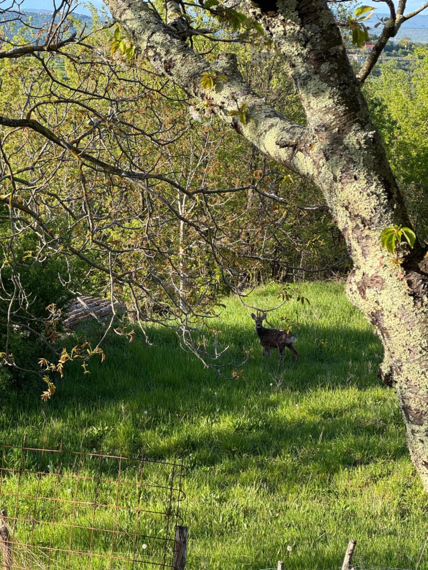 Guesthouse Green Istria Truške Екстериор снимка