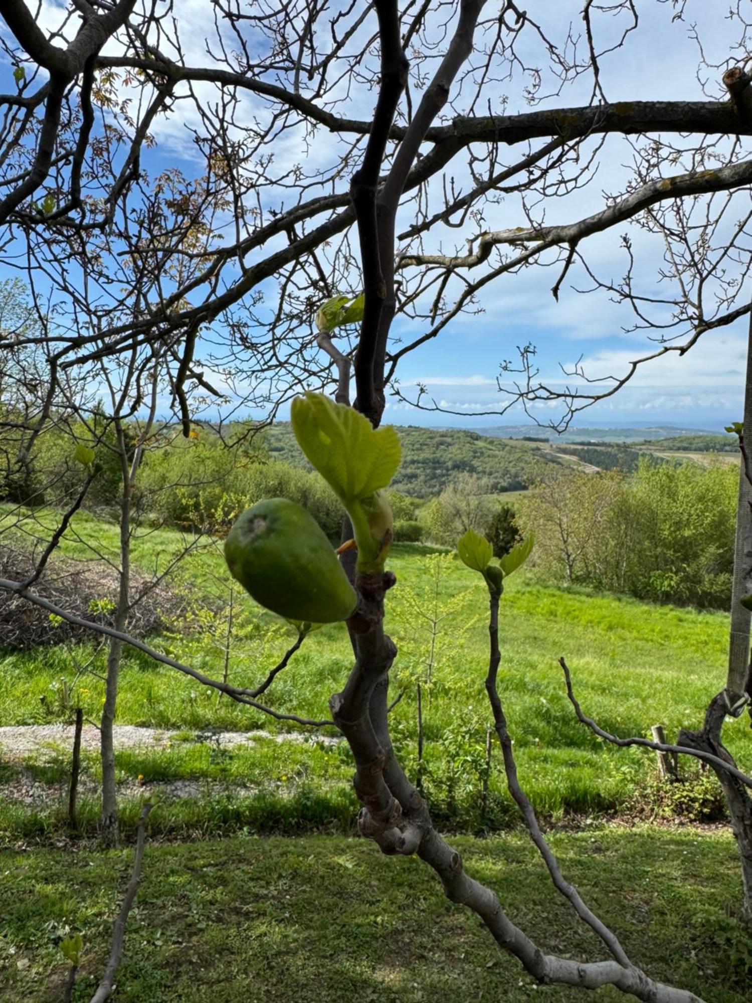 Guesthouse Green Istria Truške Екстериор снимка